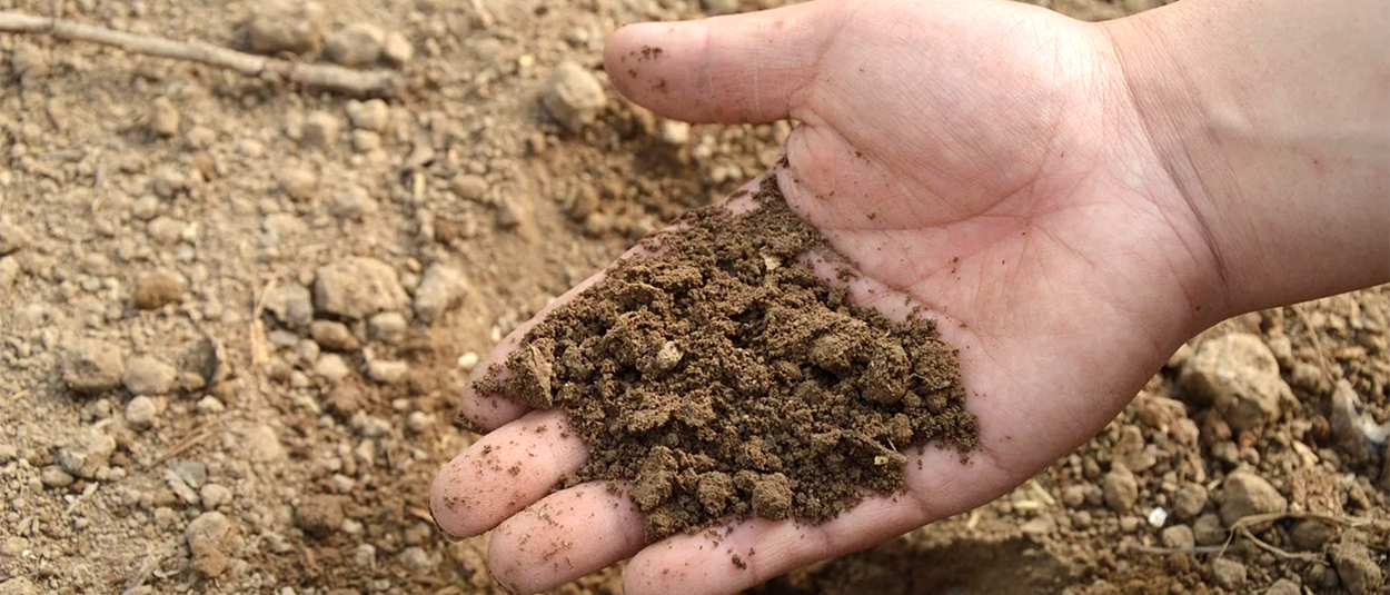 Person Holding Soil in Hand