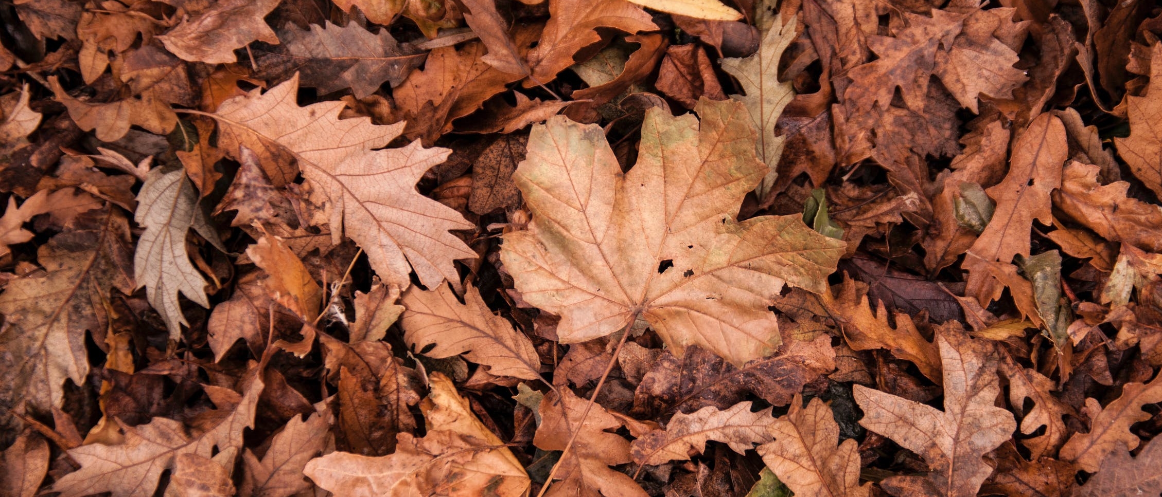 Brown, Fallen Leaves Scattered Across the Ground