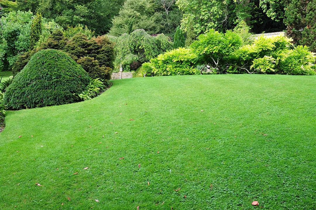 Pristine, Green Lawn Growing in the Landscape
