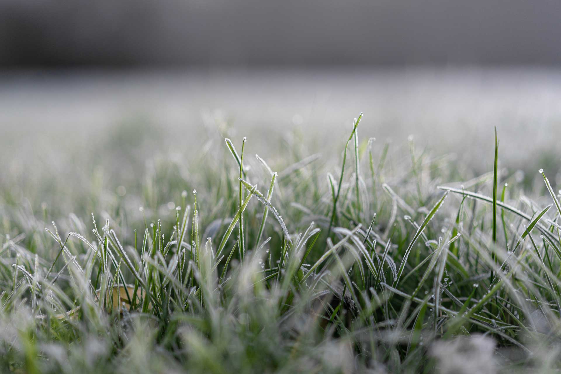 frost bitten grass